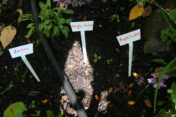 Flower Markers
