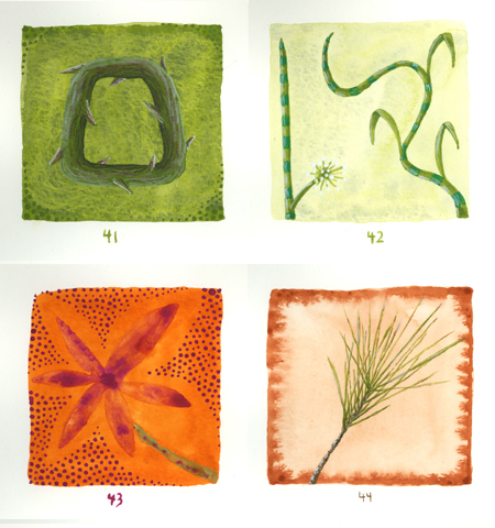 A Plant a Day
